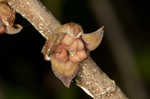 Smallflower pawpaw